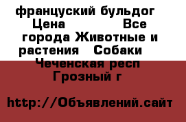 француский бульдог › Цена ­ 40 000 - Все города Животные и растения » Собаки   . Чеченская респ.,Грозный г.